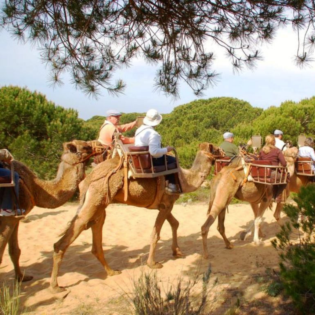 Visita Doñana en camello