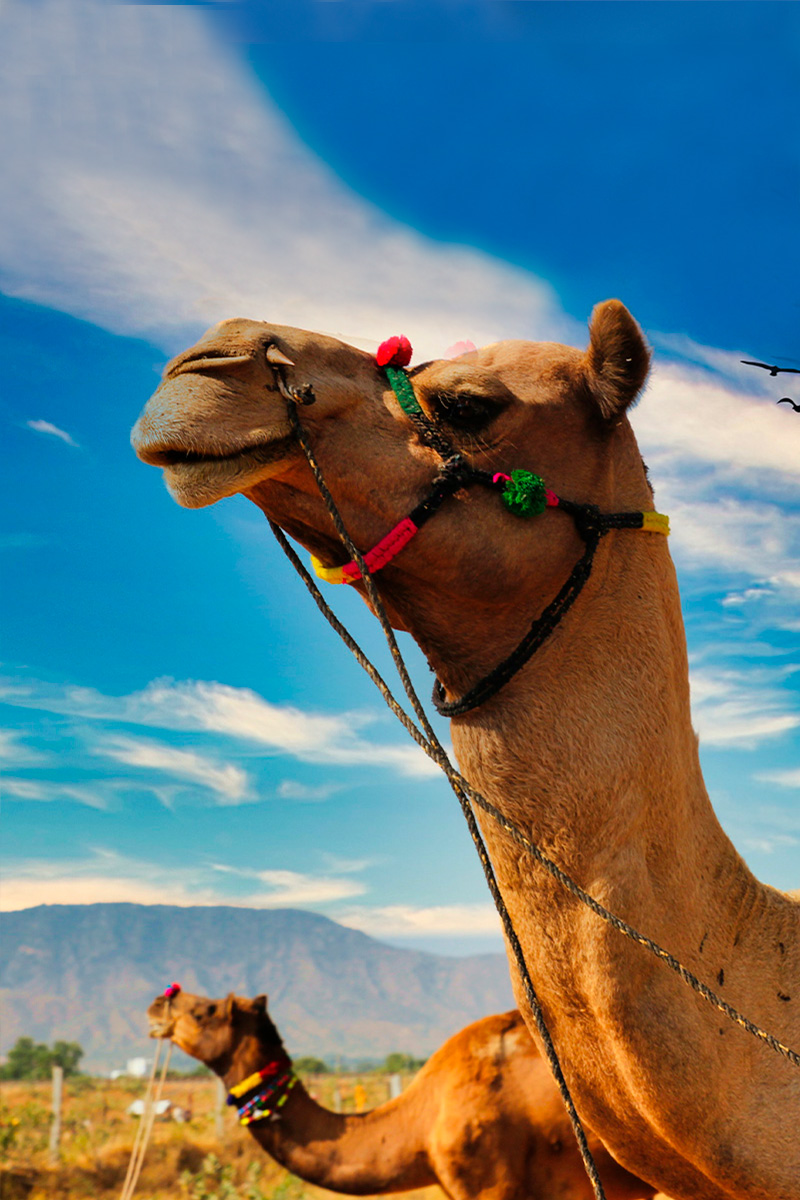 Paseo en camello por Doñana