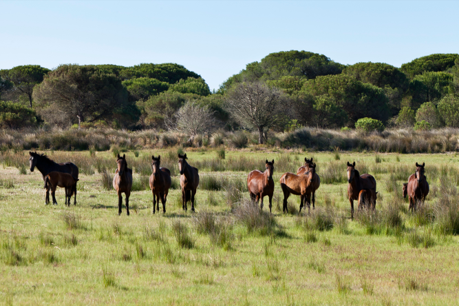 Excursión a Doñana y El Rocío desde Sevilla